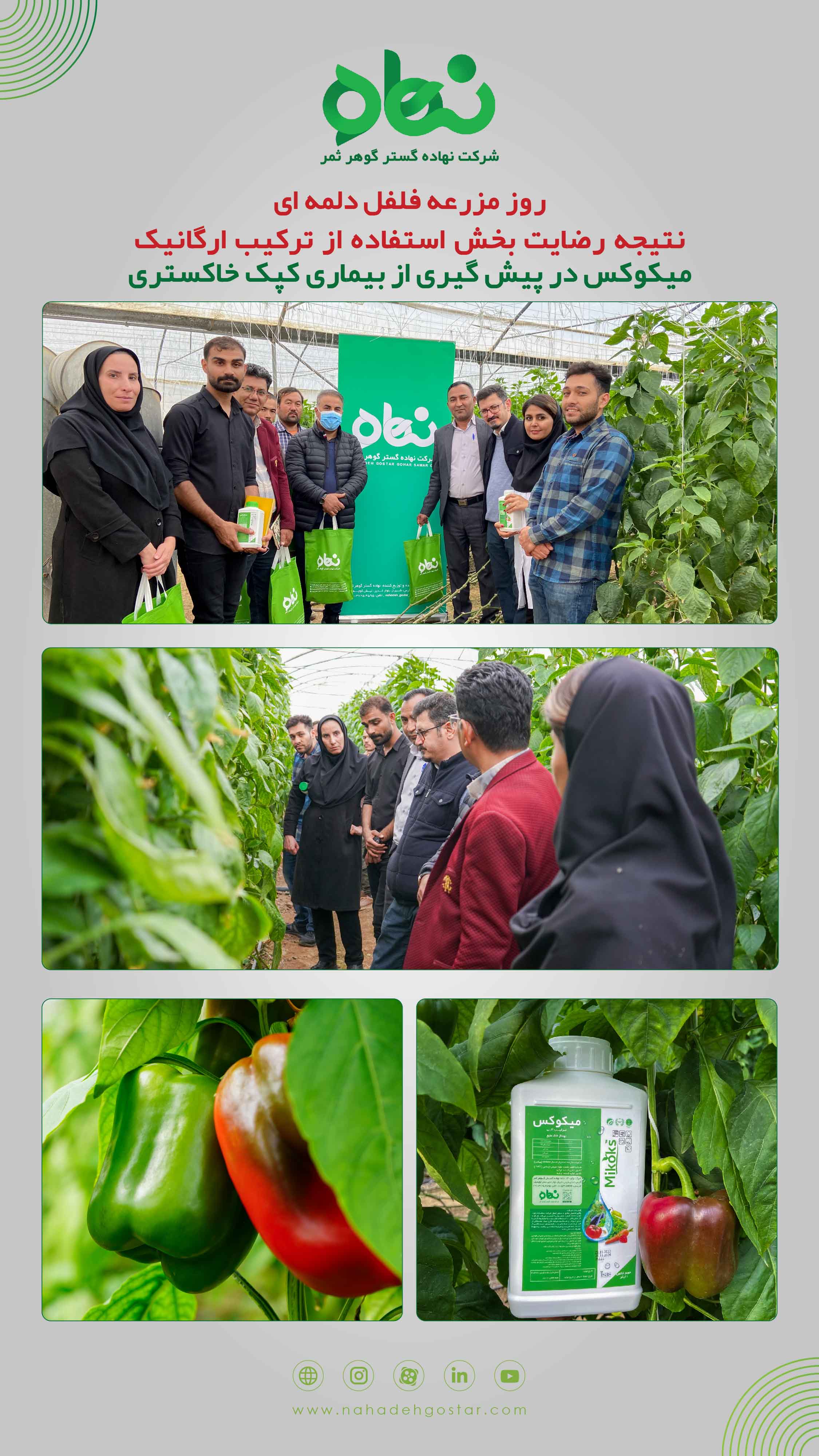 روز مزرعه فلفل دلمه ای فارس، سعادت شهر دی ماه 1402